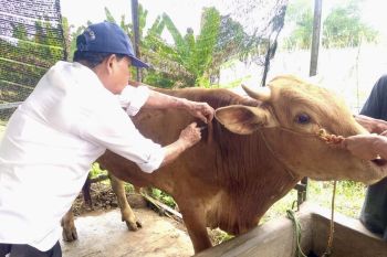 DKPP Kota Batam sebut butuh 10 ribu hewan ternak Idul Adha