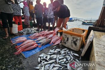 Penjabat Gubernur lakukan pendataan komoditas unggulan di Papua