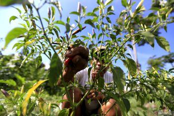 Faktor cuaca jadi penyebab tingginya harga cabai rawit Gorontalo