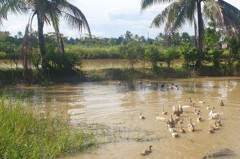 Pemprov Sumsel tingkatkan ketangguhan daerah melalui ketahanan pangan