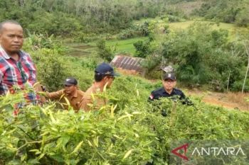 Produksi Hortikultura Kalbar mencapai 613 ribu ton