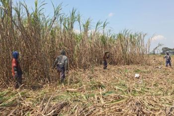 PT SGN MKSO Kebun Dhoho targetkan produksi tebu 311.151 ton