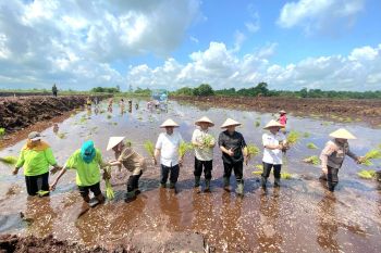 Kementan berharap program cetak sawah di Kotim tingkatkan kesejahteraan petani