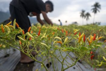 Harga cabai rawit tembus Rp70 ribu hari ini