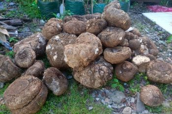 Tim gabungan BKSDA Pasaman gagalkan penjualan umbi Bunga Bangkai (Video)