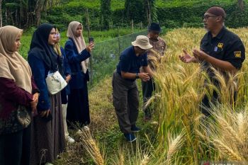 Kemendiktisaintek dan Kementan minta Unand riset tanaman gandum