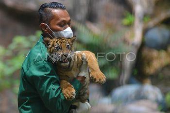 Pengenalan Banun anak Harimau Sumatera di Bukittinggi