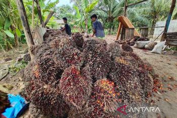 Aceh butuh investasi pembangunan industri produk turunan CPO