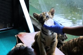 Tiga bayi Harimau Benggala jadi keluarga baru Solo Safari