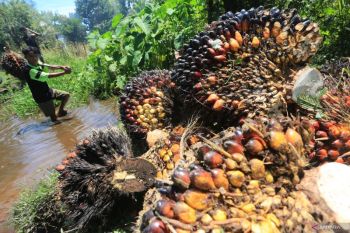 Digital transformation to boostpalm oil downstreaming: govt
