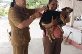 Pemkot Ambon dapat tambahan 7.000 dosis vaksin hewan cegah penyebaran virus rabies