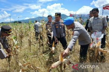 Polda Sulut panen jagung dukung Ketahanan Pangan Nasional