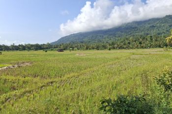 Hingga awal Mei, Bulog Lampung serap gabah petani 155 ribu ton