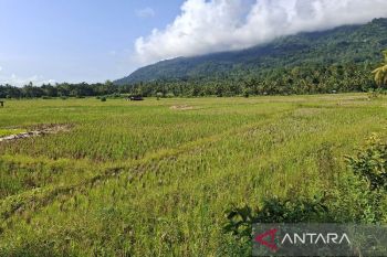 Bulog Lampung serap gabah petani 155 ribu ton hingga awal Mei