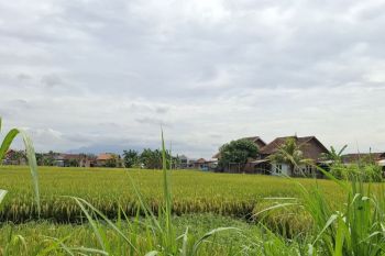 Bulog catat 162 tempat pengeringan gabah jadi mitra maklon