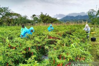 BPS: Tingkat kesejahteraan petani di Sulut makin tinggi