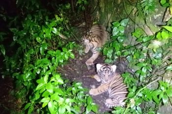 Dua anak harimau Sumatera lahir, diberi nama "Nunuk" dan "Ninik"