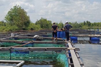 Pembudi daya di Palangka Raya minta fasilitas pembenihan ikan