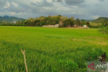 Pupuk Indonesia memastikan stok pupuk subsidi tercukupi di Mabar