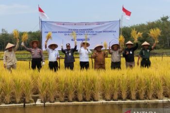Gapoktan Desa Ampukung panen perdana pertanian padi apung