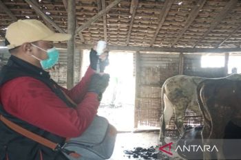 Disnakeswan Lampung Selatan gencarkan vaksinasi ternak untuk cegah PMK