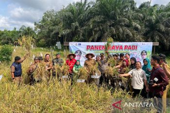 Kelompok tani di Rumbai gelar panen raya padi perdana di Pekanbaru
