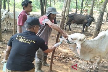 Disnakeswan Lampung Selatan minta peternak beri obat cacing pada hewan kurban