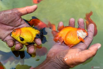 Pengembangan Desa Budidaya Mas Koki di Pandeglang dapat dukungan KKP