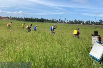 Pemkab Agam turunkan tim pengendalian hama tanaman cegah wereng