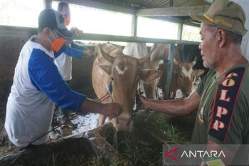 Pemkot Pekalongan  perketat pengawasan lalu lintas ternak cegah PMK