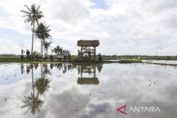 Pengendalian hama tikus serentak di Jawa Barat sebagai upaya lindungi persemaian padi musim tanam