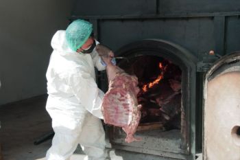 2,9 ton daging celeng ilegal dimusnahkan Barantin di Cilegon