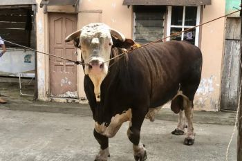 Presiden Prabowo siapkan 18 hewan kurban untuk Sumsel, berat minimal 800 kg