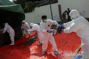 Pemusnahan daging babi hutan selundupan