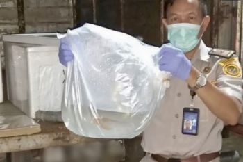 150 ekor Arwana Kalsel bakal "menari" di Vietnam