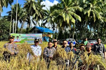 Pemkab Solok panen perdana "sawah pokok murah" di Desa Koto Baru