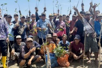 DKP Kalsel rehabilitasi 20,3 hektare lahan mangrove pada 2025