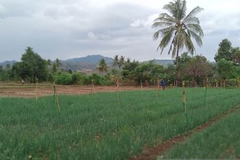 Aset tanah dominasi BMN di Sulsel