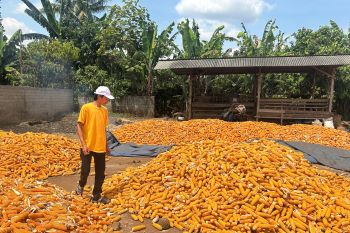 Petani jagung Lampung Timur menjerit, Bulog dinanti tak kunjung datang