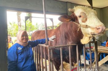 Prabowo berkurban sapi seberat 1,3 ton di Mukomuko