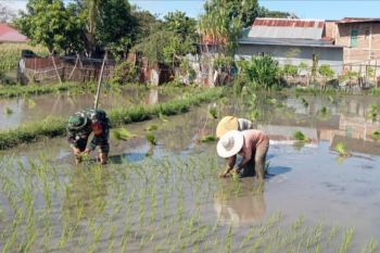 TNI dan warga Jeneponto dukung ketahanan pangan