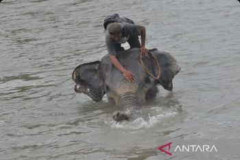 Gajah jinak di PKG Seblat Bengkulu
