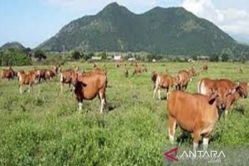 Distanak Sultra catat stok hewan kurban capai 10 ribu ekor jelang Idul Adha