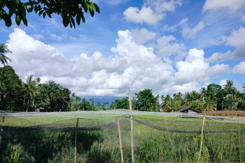 Produksi padi di Agam capai 117,839,6 ton selama empat bulan