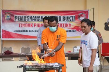 Polda Papua Barat musnahkan ganja hasil pengungkapan dua kasus