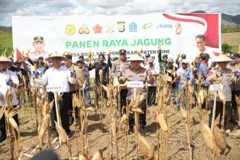 Kapolri dan Mentan panen raya jagung di Bone, dukung ketahanan pangan nasional