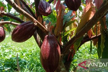 BI dorong kembalikan kejayaan kakao Sulsel