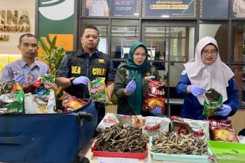 Badan Karantina Kepri gagalkan penyelundupan kuda laut senilai Rp40 juta