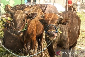 DPKP catat 1900 lebih hewan kurban sudah masuk ke Kotim