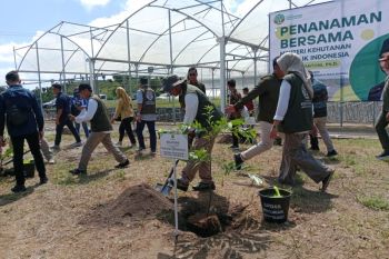 Produksi bibit di Persemaian Mandalika ditargetkan 1,5 juta